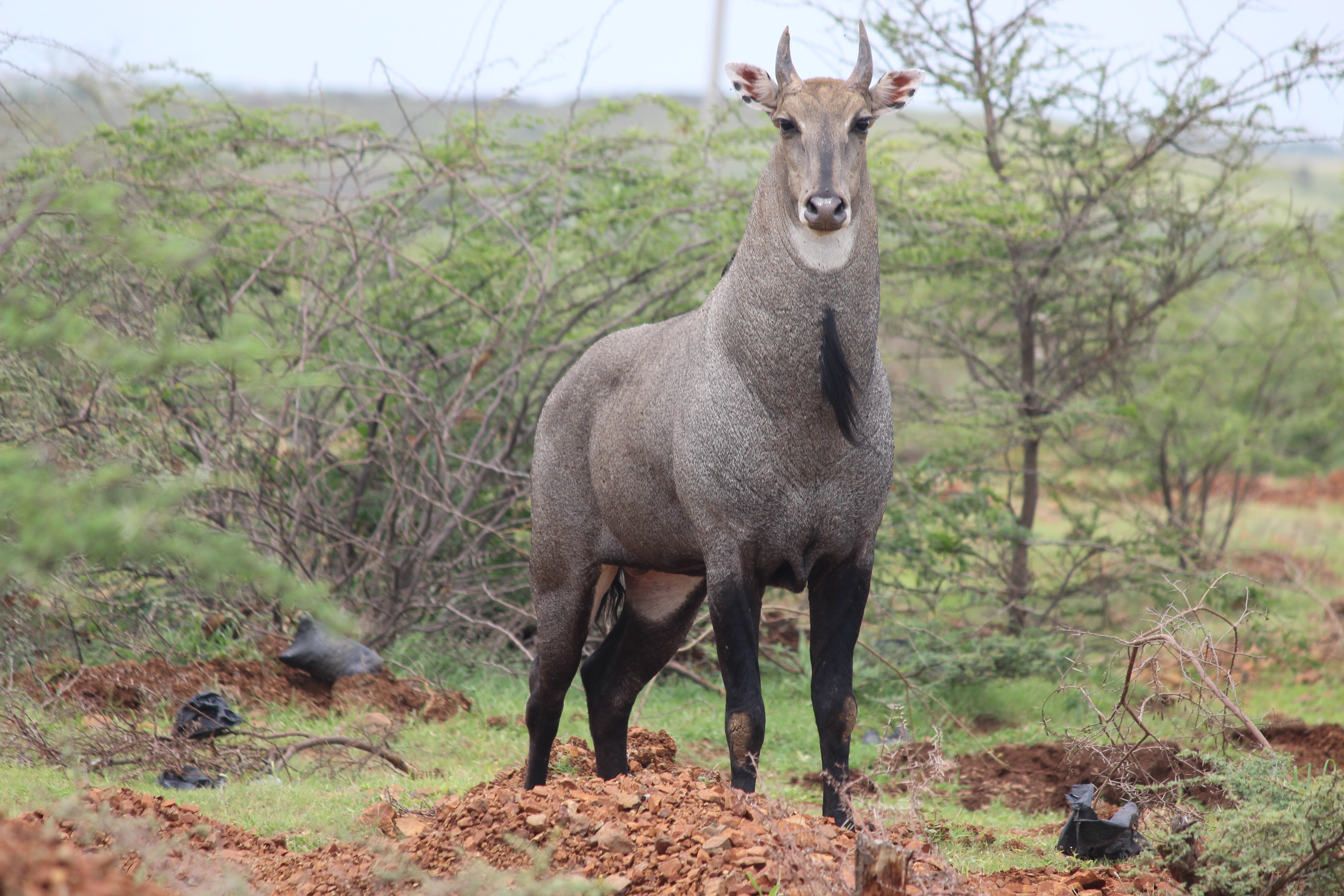 A male nilgai, with grey fur and short horns looks directly at the camera.