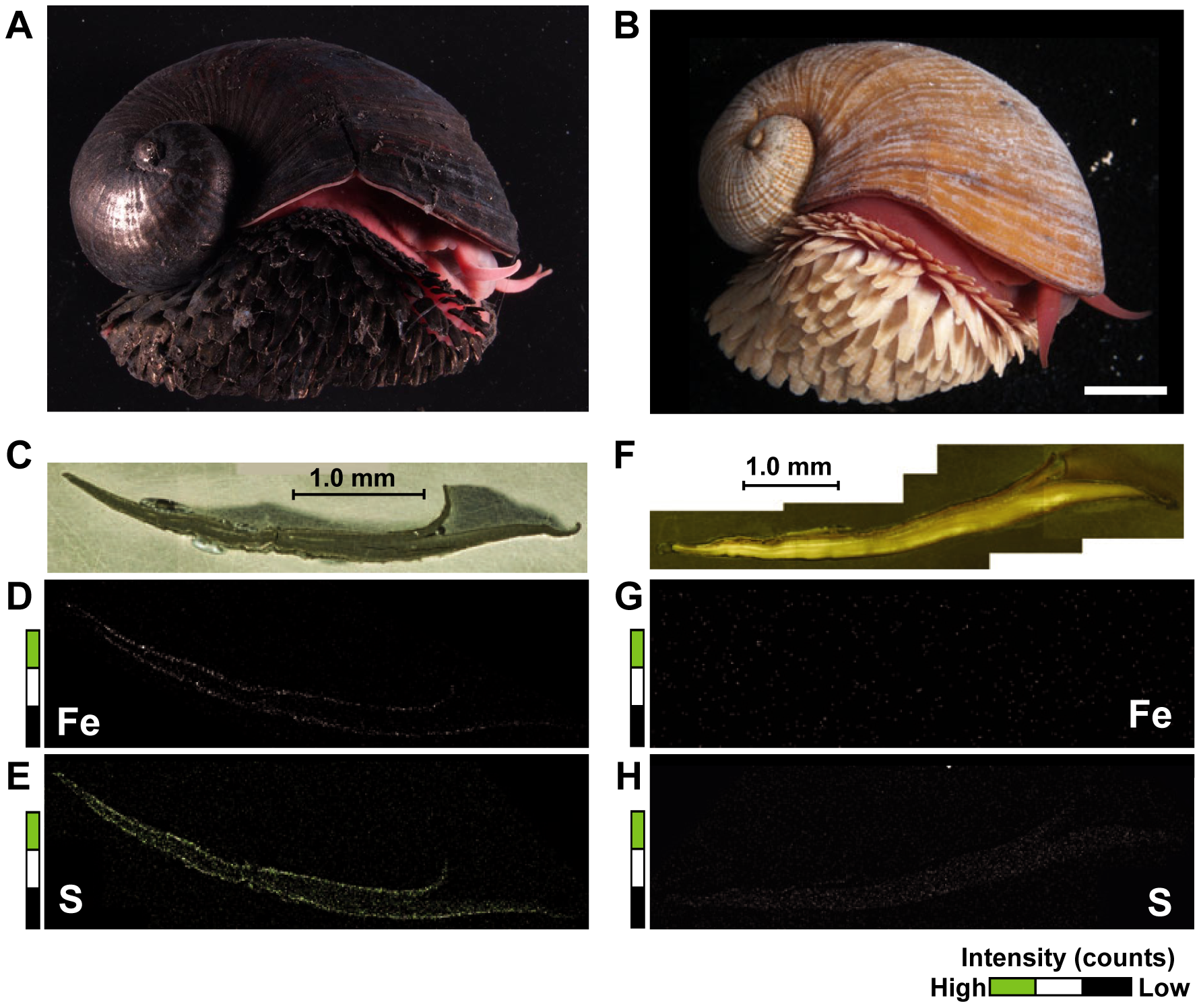 Two images of volcano snails one is black and one is white.