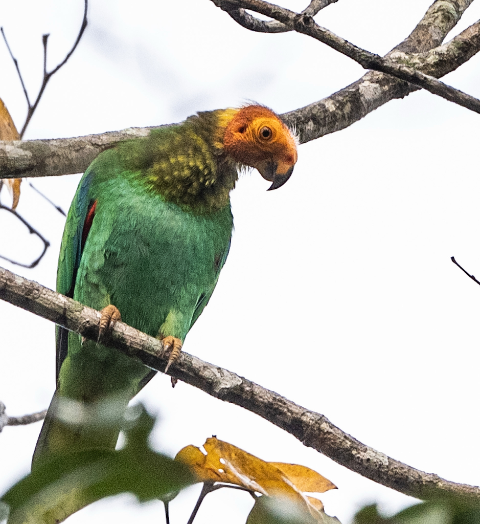 A bright green parrot with a bald orange head looks out of a tree.