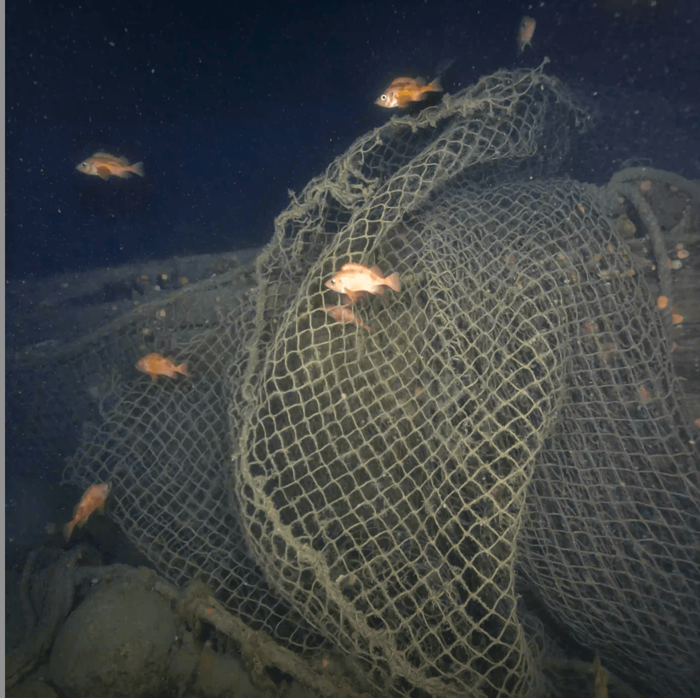 An underwater picture of the Quest wreck covered in fishing nets, with red fish swimming about it. 