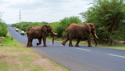 Two elephants crossing a highway in Tanzania with cars in the background.