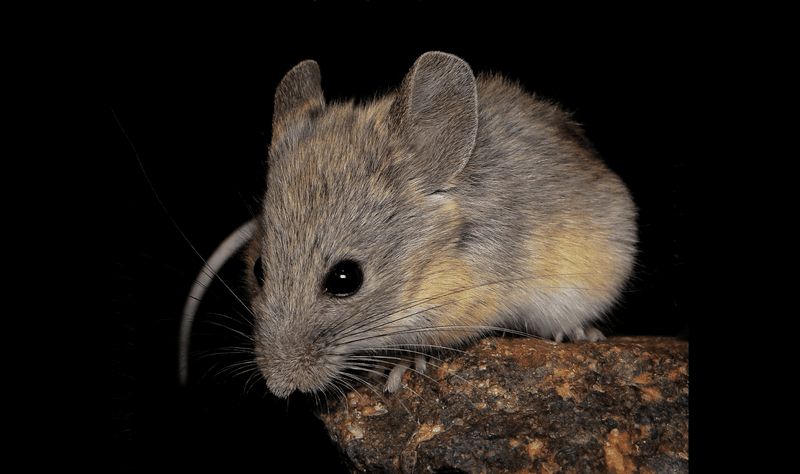 A close up photo of a Andean leaf-eared mouse sitting on a small piece of wood. It's ears look a little bigger but narrower than a regular field mouse and it has a stone-sandy colored coat.