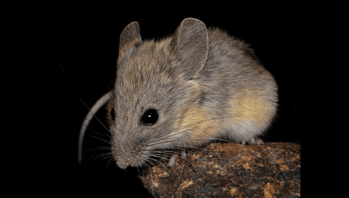 Tiny But Mighty: How A Species Of Mouse Can Survive At Higher Altitudes Than Any Other Mammal