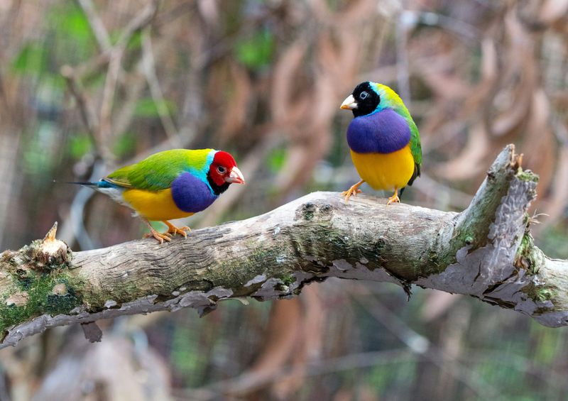 gouldian finches, extremely colourful little birds, sitting on a branch