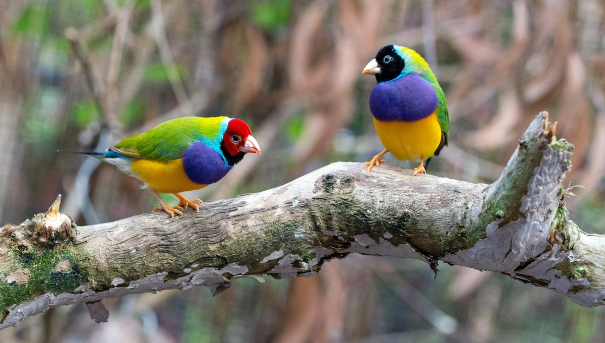 We Use “Birdbrain” As An Insult – But That’s Not Only Unfair, It’s Scientifically Inaccurate