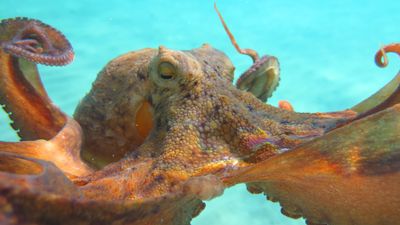 A large orange octopus up close to the camera