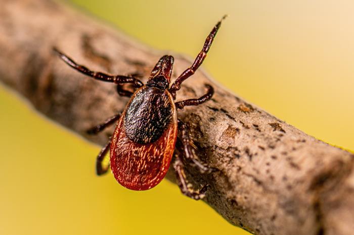 adult female blacklegged tick, Ixodes scapularis, that was questing on a stick.
