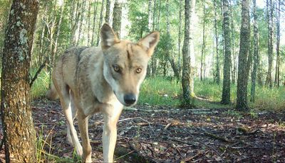 Gray wolf in a central part of the Chornobyl Exclusion Zone.
