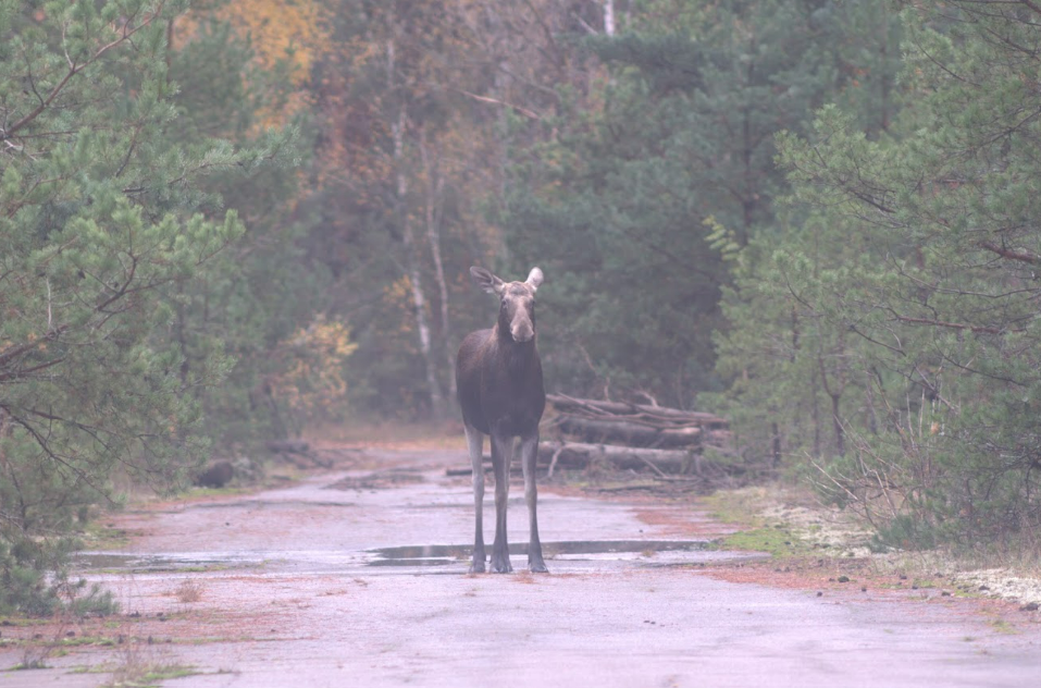 Moose near the abandoned village of Ivanivka in the Chornobyl Exclusion Zone (October 2022) Moose near the abandoned village of Ivanivka in the Chornobyl Exclusion Zone (October 2022)
