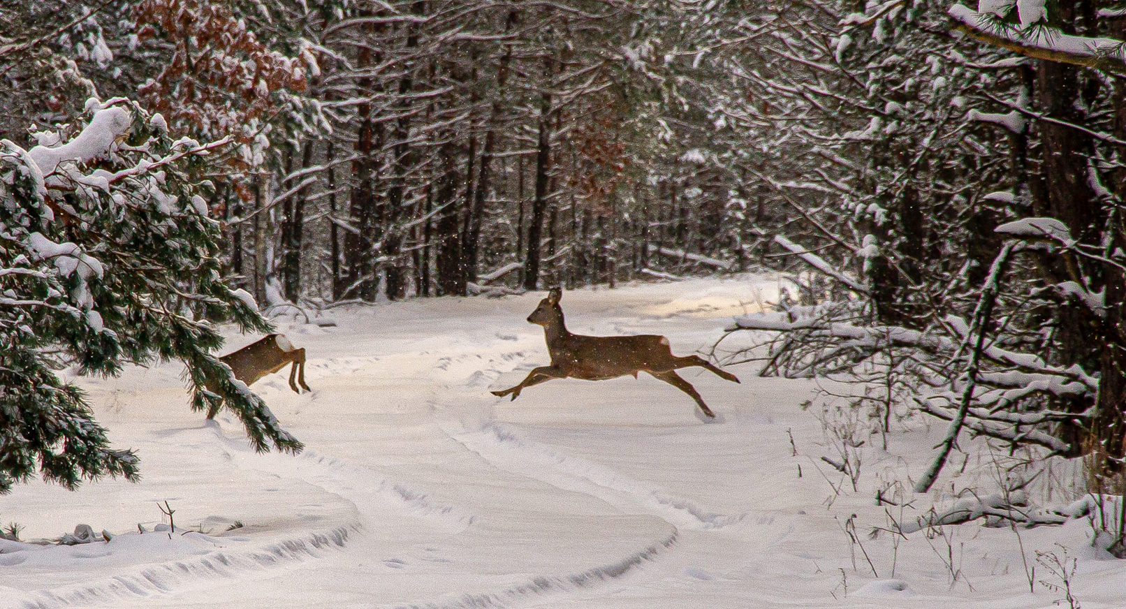Roe deer running across a road in an abandoned village of Kupovate (January 2024) Roe deer running across a road in an abandoned village of Kupovate (January 2024)