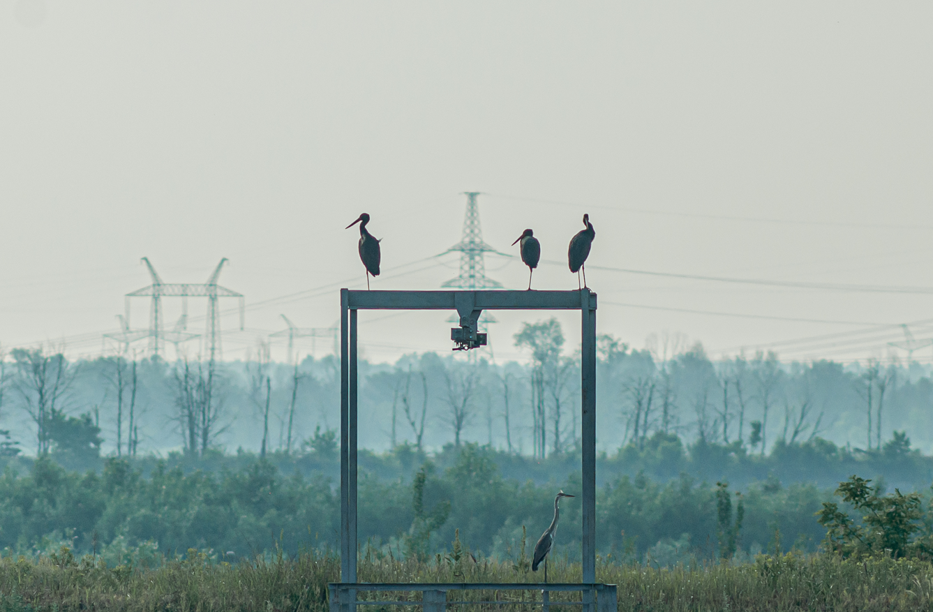 Black storks and a grey heron resting on metal structures at the former cooling pond of the Chornobyl Nuclear Power Plant (June 2020). Black storks and a grey heron resting on metal structures at the former cooling pond of the Chornobyl Nuclear Power Plant (June 2020).