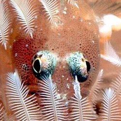 A blenny fish hides in between the pink feathery fronds of a Christmas tree worm.