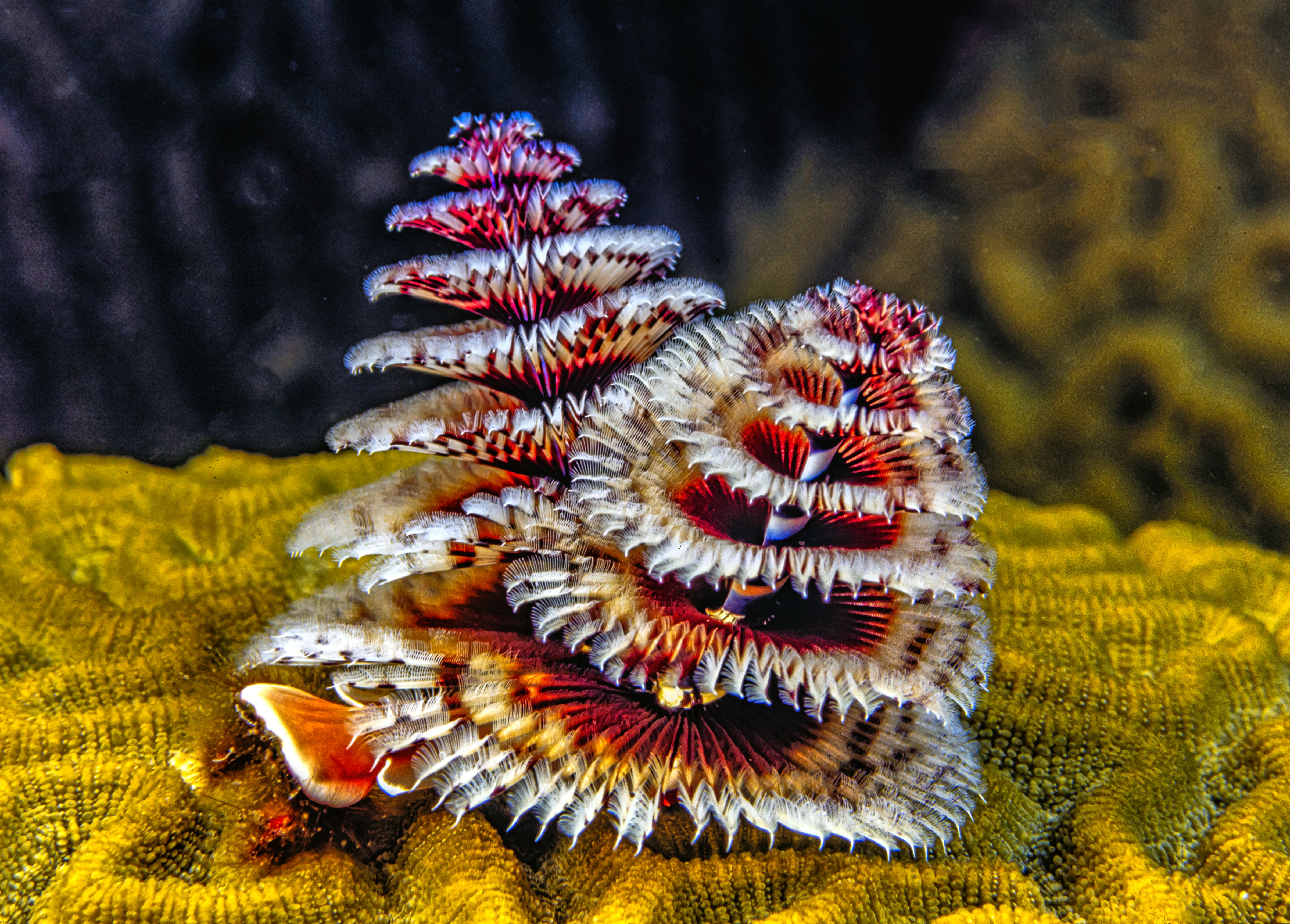 A very fnacy looking Christmas tree worm on a bright yellow coral A very fnacy looking Christmas tree worm on a bright yellow coral