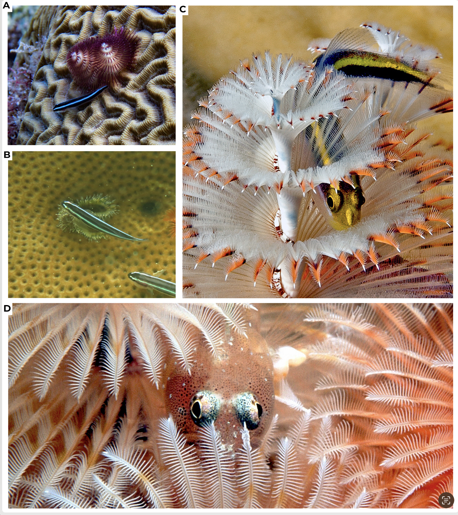 A series of four photos showing reef fish and Christmas tree worms interacting. A series of four photos showing reef fish and Christmas tree worms interacting.