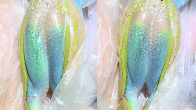 two images of a frog's behind show its legs are sparkly blue on the inside thigh and pea-green on the outside