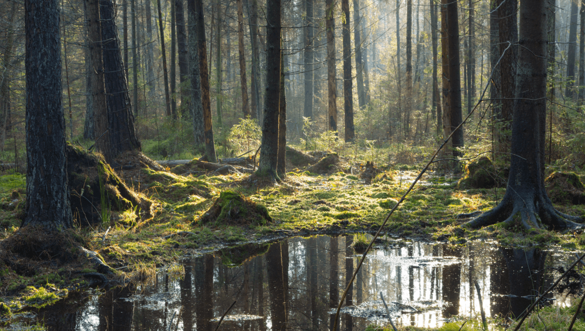 What Did Ancient Forests Look Like? Just Ask Białowieża, A Primeval Forest Fuelled By Death