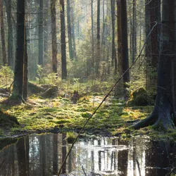 Białowieża Forest Białowieża Forest: Europe's Last Great Primeval Forest, Where