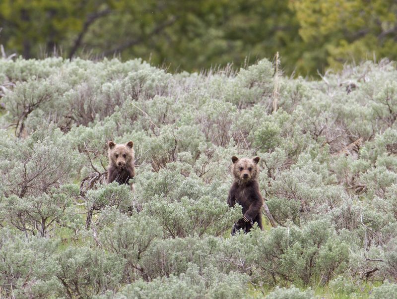 Grizzly Bear cubs in the wild.