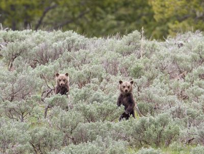 Grizzly Bear cubs in the wild.