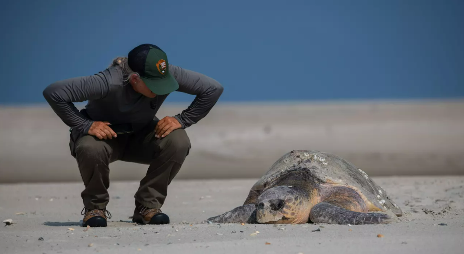 Loggerhead sea turtles are protected under the U.S. Endangered Species Act