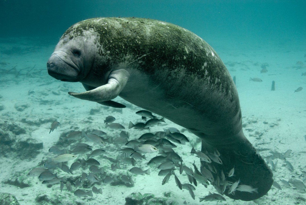 The Florida manatee (Trichechus manatus latirostris) is federally protected under the Endangered Species Act.