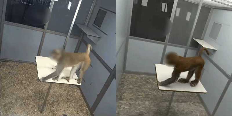gif of short clips of macaques making small walking and turning motions, with real footage on the left and an animation on the right gif of short clips of macaques making small walking and turning motions, with real footage on the left and an animation on the right