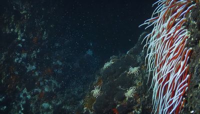 A photograph taken deep underwater in the Mariana Trench showing 'giant tube worms' - a pink wriggly marine invertebrate - clinging to a hydrothermal vent giving off bubbles.