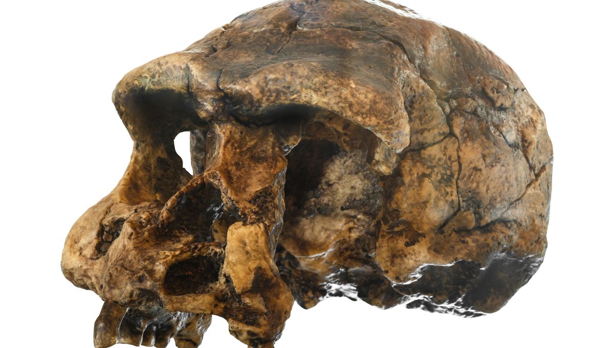 Homo Sapiens Isn't The Most Successful Human Species – If We're Judging By Years In The Game