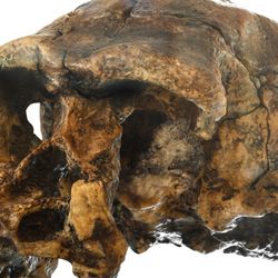 Homo erectus skull