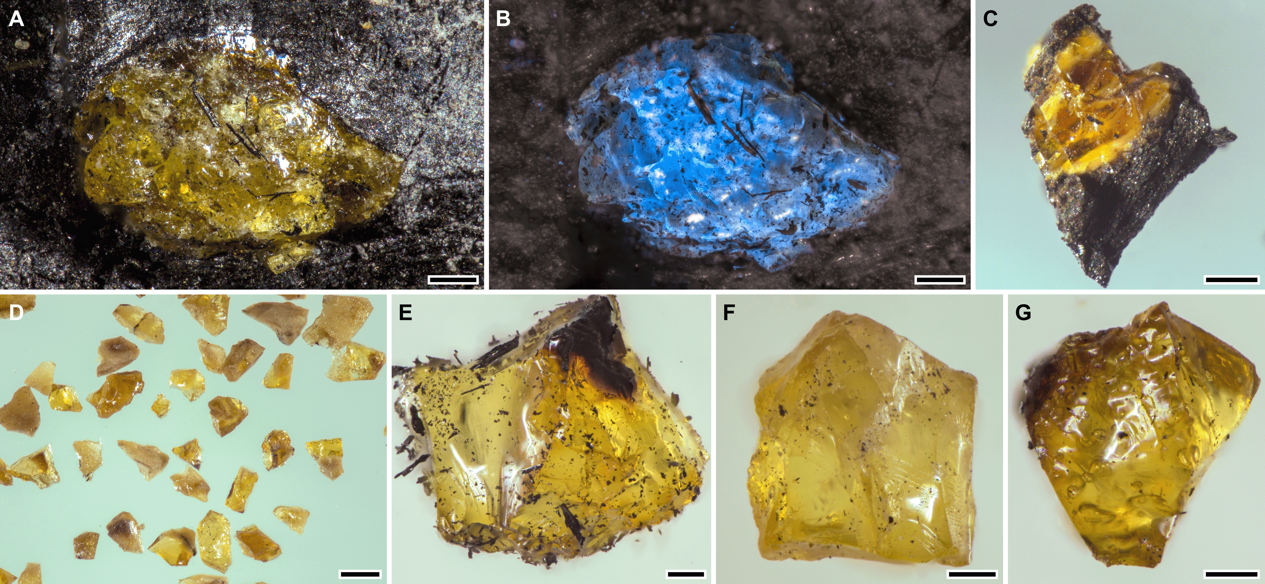 Various pictures of the ancient amber, showing a yellow material embedded in dark coal, as well as a fragment glowing blue under UV light. Various pictures of the ancient amber, showing a yellow material embedded in dark coal, as well as a fragment glowing blue under UV light.