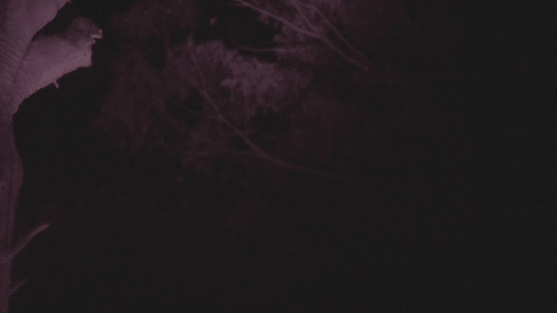 A gif of a greater glider jumping in slow motion. A gif of a greater glider jumping in slow motion.