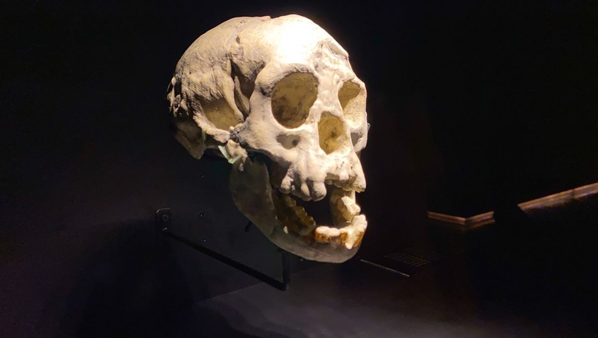 Modern Humans Were Not The Only Human Species. So Why Are We The Only Ones Left?