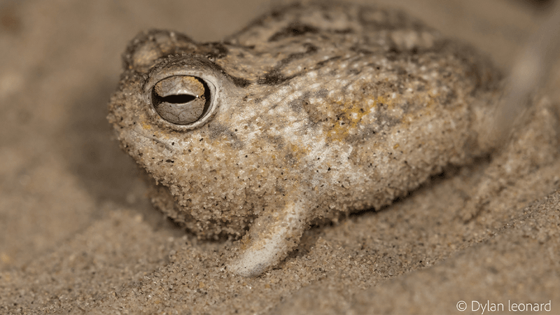 A desert rain frog sits on the sand side on to the camera looking grump with tiny legs.