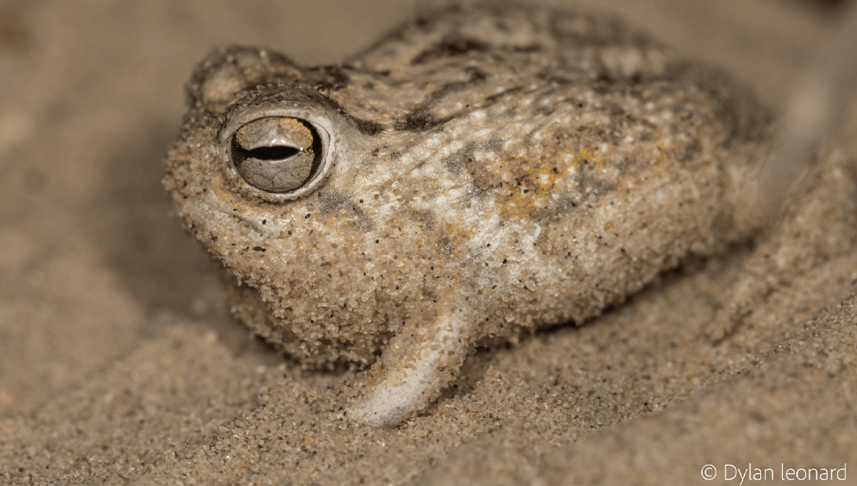 The “World’s Cutest Frog” Is Plump, Looks Like It’s Judging You, And Is Now, Sadly, Even Closer To Extinction