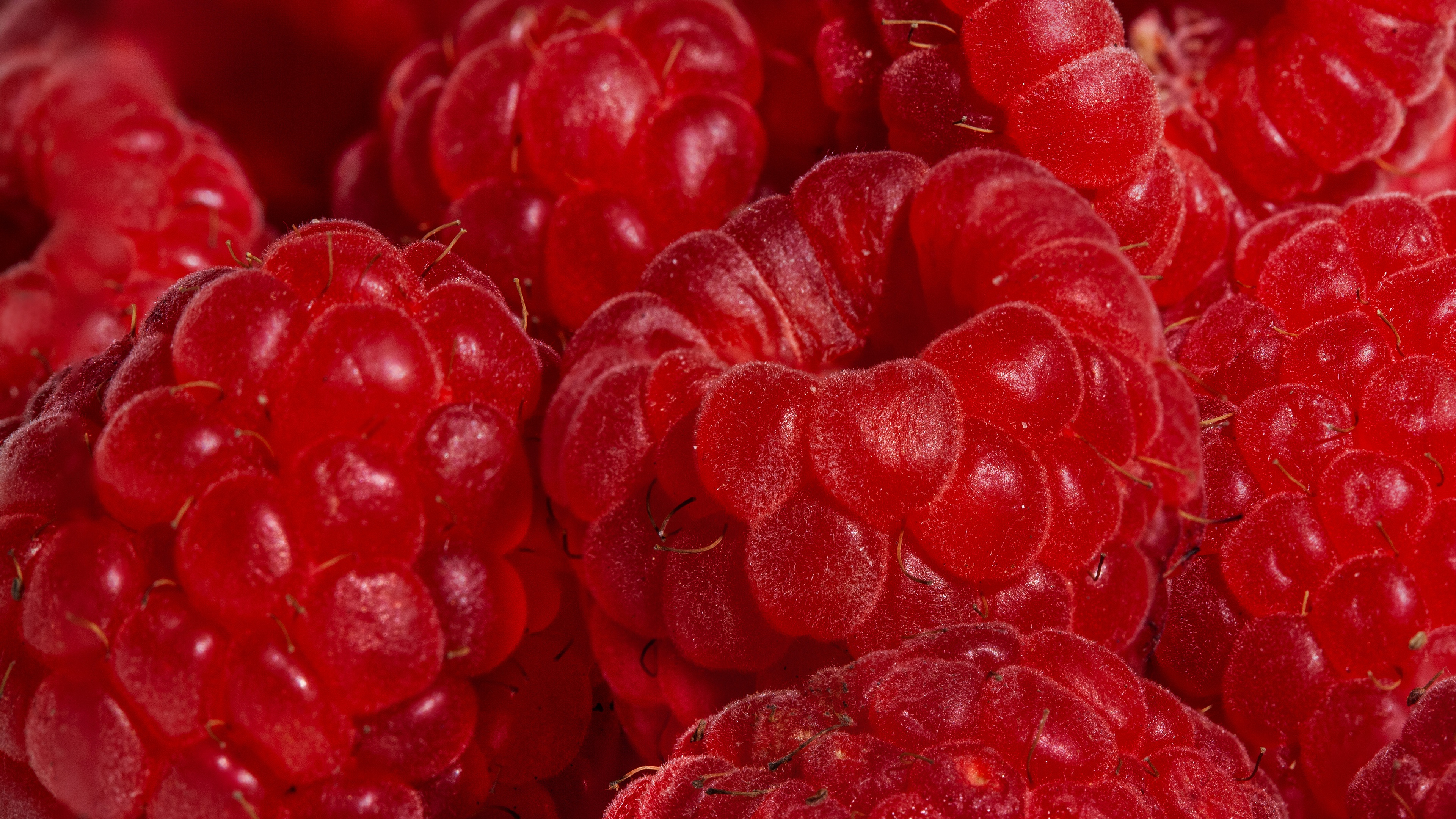 close shot of raspberries close shot of raspberries