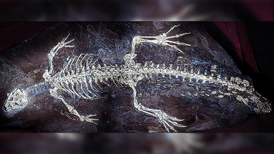 A picture of the fossil crocodile under UV light, showing the skeleton in the middle and out the outline of the skin.