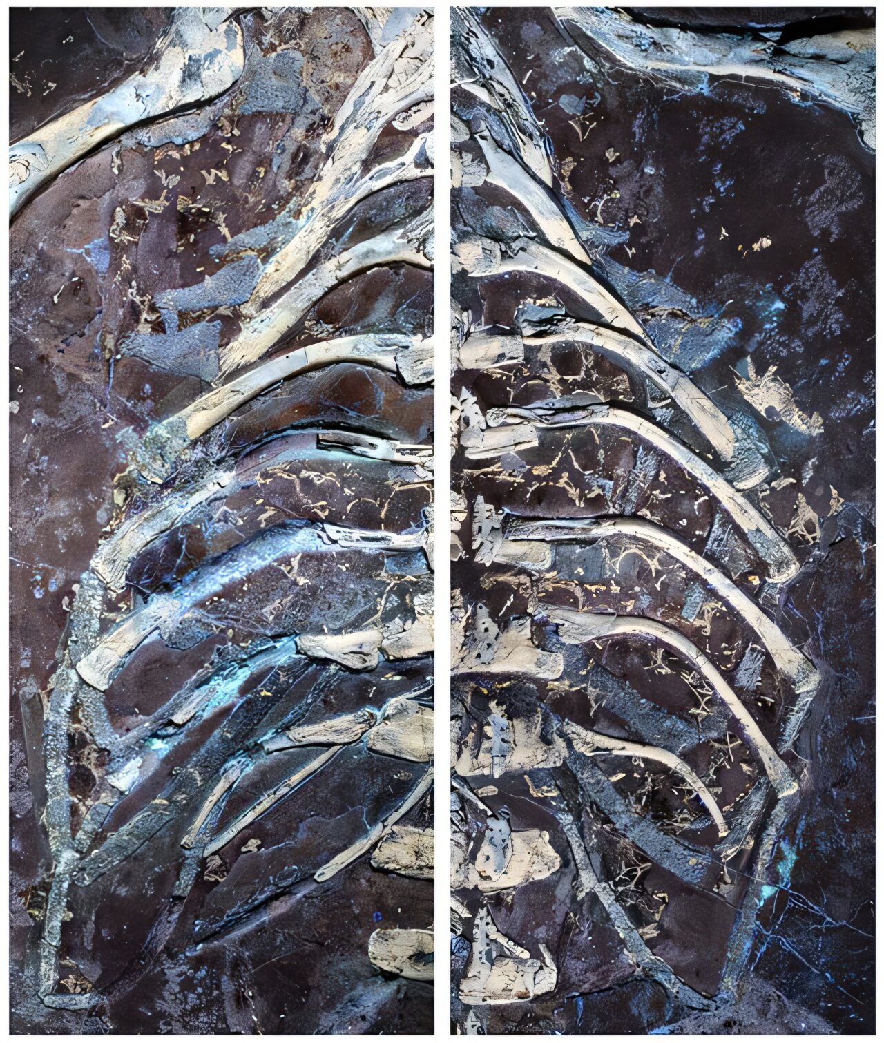 A close up picture of the fossil ribcage showing soft tissue glowing in blue.