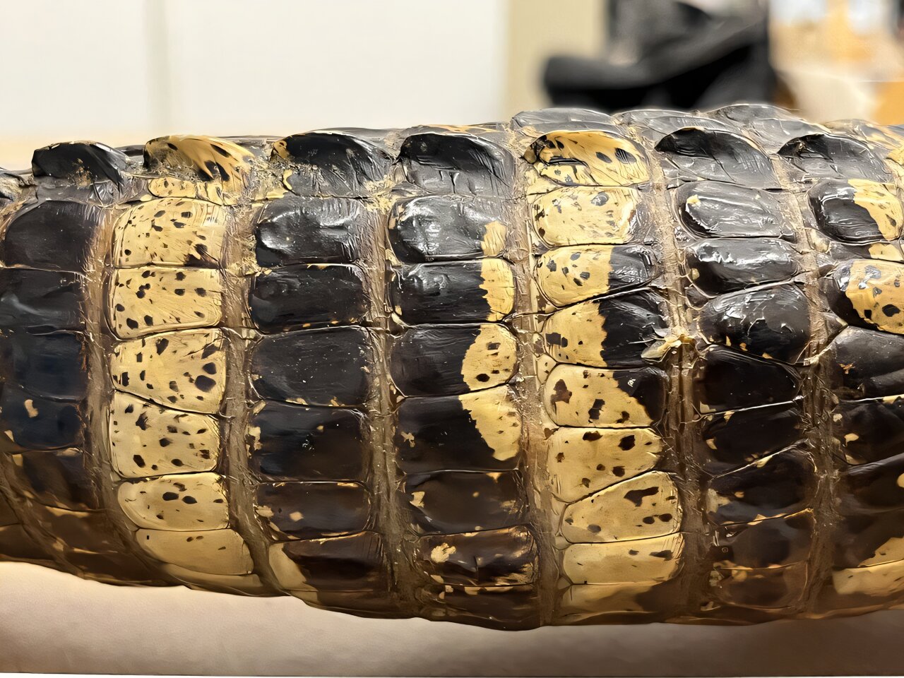 A close up picture of a crocodile tail showing light-dark colour banding.