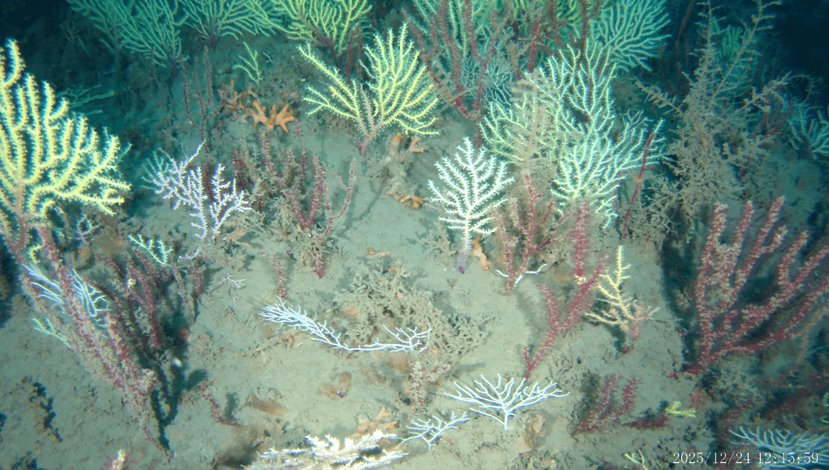 After More Than 60 Years Presumed-Dead A Coral Reef Is Alive and Thriving Off The Coast Of Benin