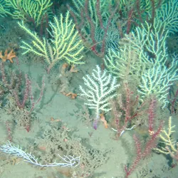 An underwater photograph of a coral reef showing colorful fan like corals and the sandy bottom of the sea floor.