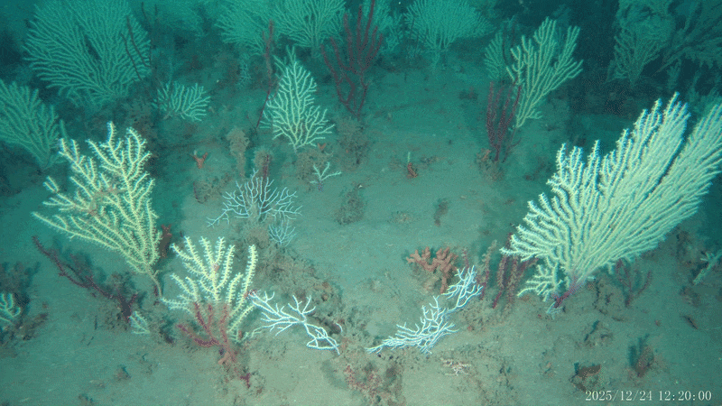 A gif of the coral garden underwater A gif of the coral garden underwater