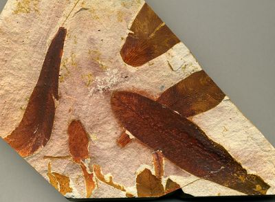 fossil glossopteris leaves