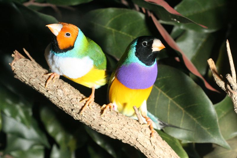 male (right) and female Gouldian finches (Erythrura gouldiae), which happily sit in the order Passeriformes.