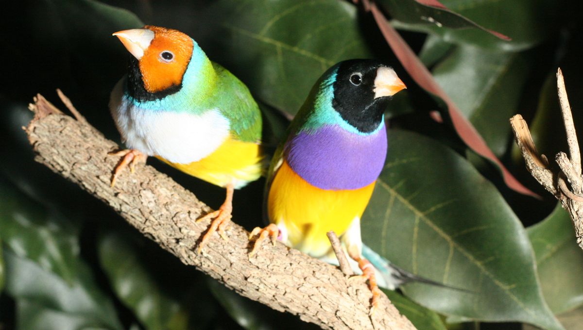 Photo: IFLScience 100-Year-Old Rule of Evolution Corroborated by AI, Finds Species Evolve In Rapid, Explosive Bursts