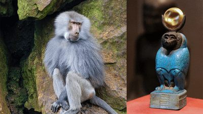 Two images, on the left a photo of a baboon and on the right a small blue and gold statue of Thoth with a baboons face.