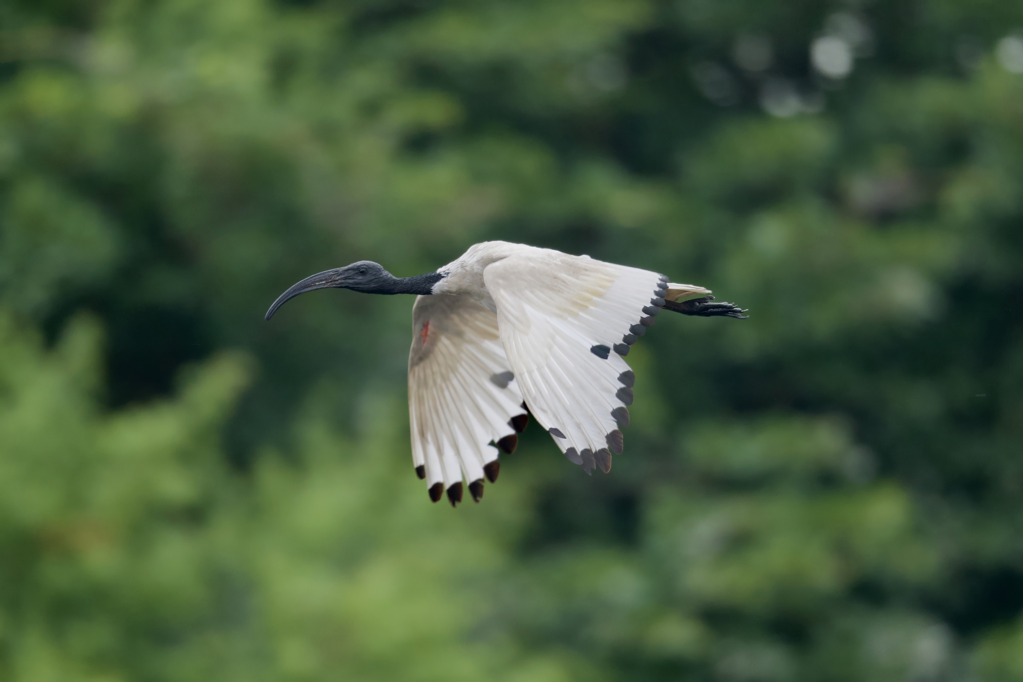 An African Sacred Ibis (Threskiornis aethiopicus) pictured near Cape Town South Africa An African Sacred Ibis (Threskiornis aethiopicus) pictured near Cape Town South Africa