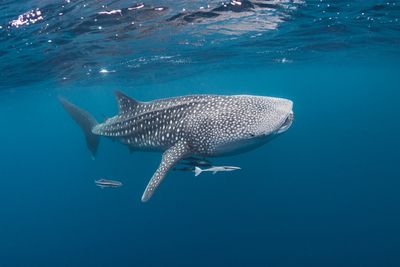 A whale shark swimming just beneath the surface.