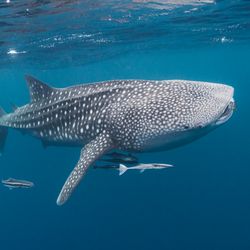 A whale shark swimming just beneath the surface. 
