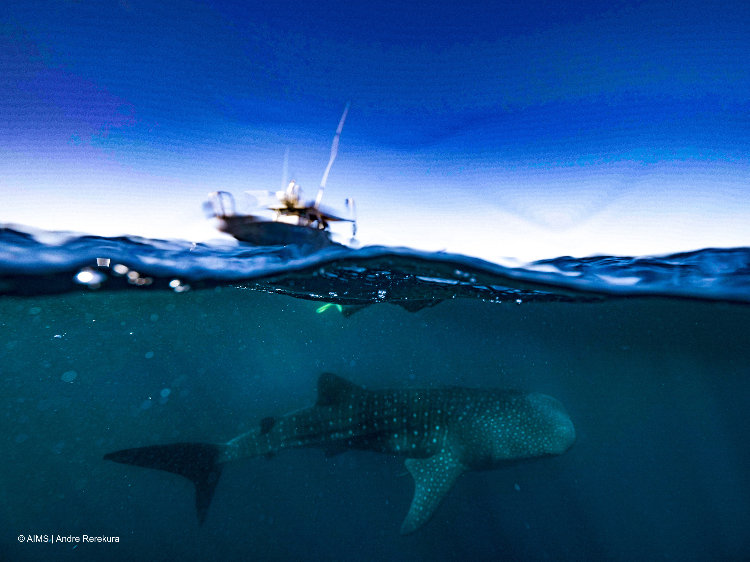 A whale shark swims beneath the surface as a boat bobs along on the waves. 
