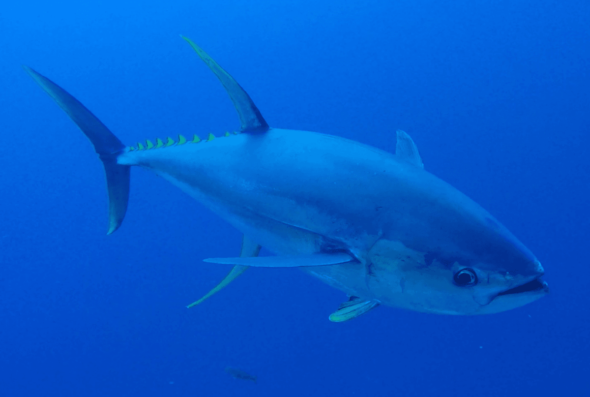 Did The Dinosaur-Killing Asteroid Cause The Evolution Of Tuna? It's Not As Simple As That